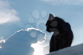 Black cat on a background of the evening sky with the sun behind the clouds