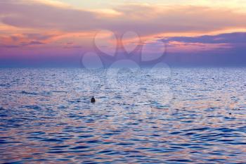Violet tint clouds reflected in the sea surface after sunset. Float the bounding coastal sways on the waves