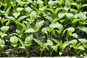 Young seedlings of bell pepper plants before planting in soil in bright sunshine