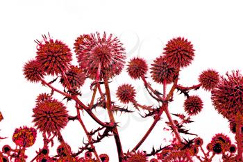 Spherical thistle flowers (Echinops ritro) on the black background. Toned herbal texture in reddish colors