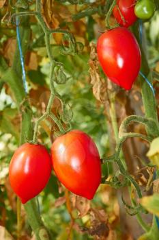 Latest fruits of tomatoes in a greenhouse in autumn