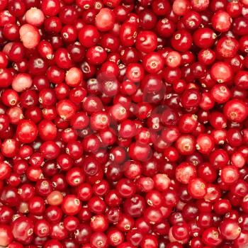 Many small ripe cranberries as a texture