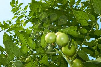 High green tomato plants are growing in the greenhouse. View from below