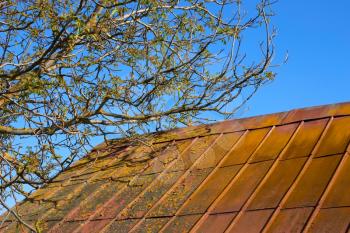 Blooming of walnut tree crown, which stretches over the old roof covered with painted metal tiles in springtime