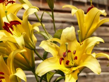 Yellow lilies blooming on a background of old wooden wall in a lovely sunny day, close-up