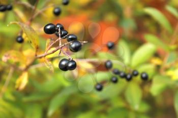 Beautiful shiny black berries of Common Privet or European Privet (Ligustrum vulgare) in autumn season close-up, artistic photo