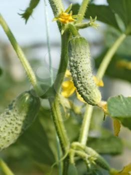 Cucumbers grow on hanging stalk in greenhouse, close-up