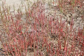 Red plants on a dune sand near water 18406