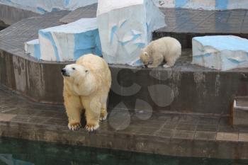 Polar bear with cub in zoo 19559