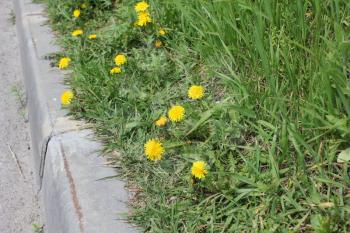 Dandelion flower at the curb in spring 19758