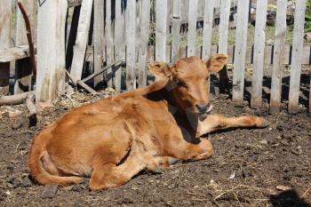 Calf basking in the sun 19650