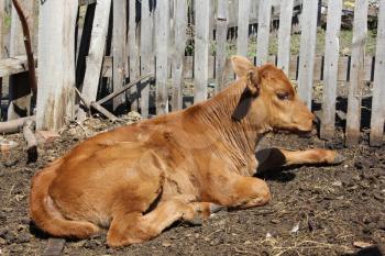 Calf basking in the sun 19651