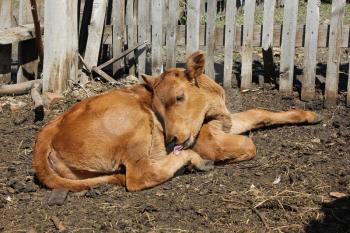 Calf basking in the sun 19653