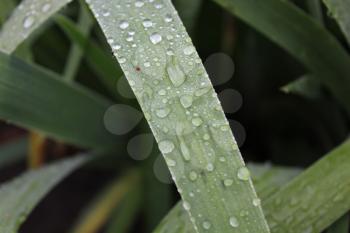 Dew drops on green leaves of iris 20032
