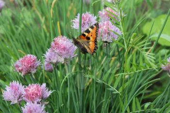 Flowering chives and butterfly in the garden 19927