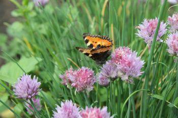 Flowering chives and butterfly in the garden 19931