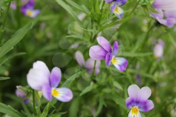 Botanic gardening plant nature pansy (viola tricolor, Viola cornuta) 19940