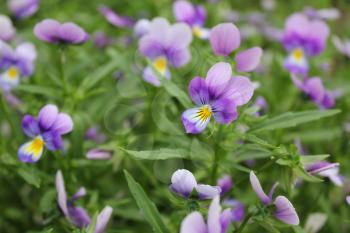 Botanic gardening plant nature pansy (viola tricolor, Viola cornuta) 19941