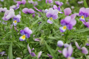 Botanic gardening plant nature pansy (viola tricolor, Viola cornuta) 19942