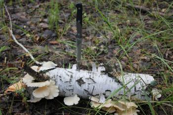 Toadstool on birches and knife in forest 20054