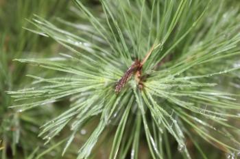 Drops of dew on the pine needles 20086