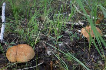Two porcini mushrooms in summer forest 20096