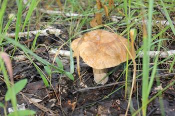 One mushroom porcini in summer forest 20097