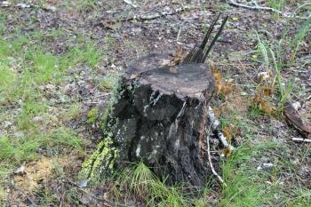 Birch tree stump in the summer forest 20111