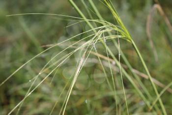 Grass in meadow field with dew drops 20175