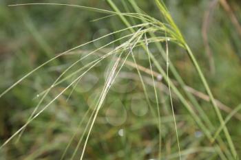 Grass in meadow field with dew drops 20176