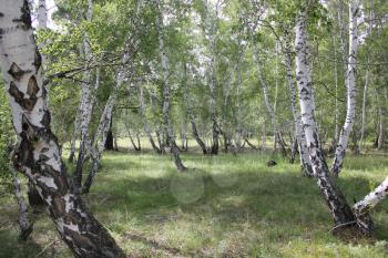 Green birch forest in sunny day 20311