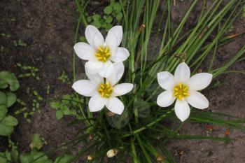 A few snowdrop in a summer forest 20329