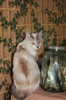 Cat near a glass bottlr with smoked fish 20388