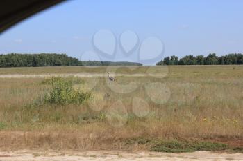 Grey crane in the summer fields 8269