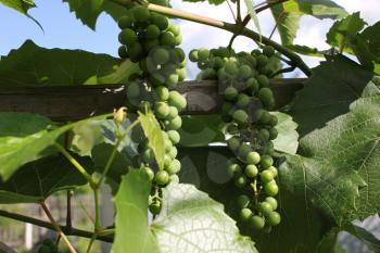 Grapes with green leaves on the vine 8177