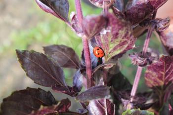 Ladybug on the leaf of basil macro photo 8209