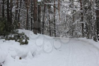 Russian winter. Ski Track in a birch forest 30024