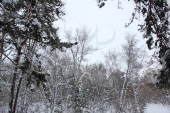 Beautiful winter landscape with snow covered pine trees 30062