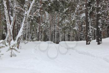 Russian winter. Ski Track in a birch forest 30023