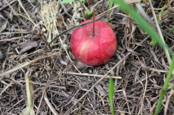 Fresh red apple fruit on green grass in the garden 20503