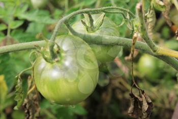Green tomatoes growing on branches in the garden 20565