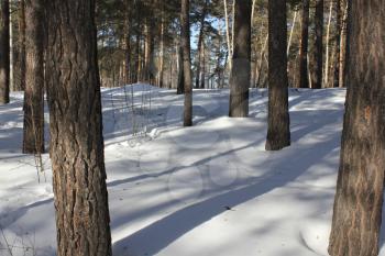 Snow backgound in pine tree winter forest 30312
