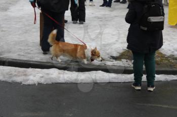 Cardigan Welsh corgi walk in the winter park 30449