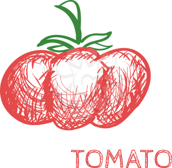 Hand Drawn Tomato Sketch Vector isolated on white illustration