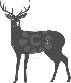 Hand drawn deer isolated on white background. Vector illustration