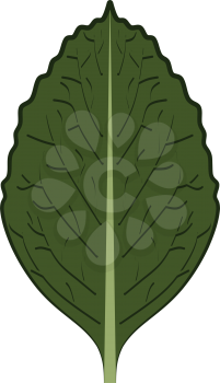 mint leaf icon vector design 