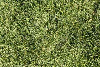 Texture of the field of green grass