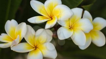 Flower close up, macro shooting, soft lighting