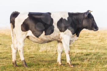 The calf in the pasture, side view