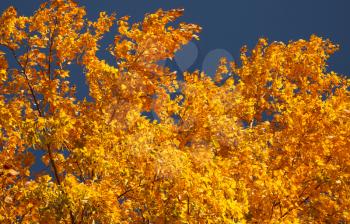 Bright autumn leaves on a clear day